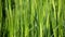 Green sprouts of young wheat at sunset. Close up of green fresh grass on meadow. Wheat crops growing on a agricultural field.