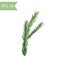 Green spruce branch painted in watercolor. Vector isolated image