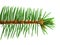 Green spruce branch on white