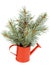 Green Spruce Branches Bunch