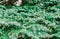 Green spruce branches close-up, fluffy christmas tree background texture, Fresh fir branch,  macro pine