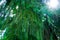 Green spruce branches hang down. Sun rays pierce through needles