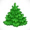 Green spruce isolated on a white