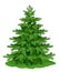 Green spruce isolated on the white background