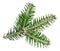 Green spruce twig