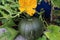 Green squash with blooming yellow flower