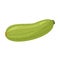 Green squash isolated on white background. Vector realistic illustration.