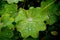 Green squash leaves decorated with patterns of rain drops