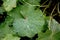 Green squash leaves decorated with patterns of rain drops