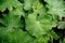 Green squash leaves decorated with patterns of rain drops