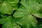 Green squash leaves decorated with patterns of rain drops