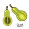 Green squash or zucchini vector illustration.