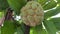 green srikaya fruit is almost ripe on the tree