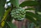 Green srikaya fruit with a rough and lumpy texture.