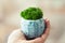 Green stabilized moss for ecological interior. Generic concept image of decorative moss