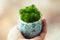 Green stabilized moss for ecological interior. Generic concept image of decorative moss