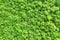 Green stabilized moss for wall decor of apartments and offices