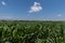 Green stalks of corn covered in large leaves growing in a rural farm field