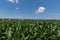 Green stalks of corn covered in waxy leaves growing in a rural farm field