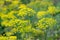 Green stalks of dill in the garden during flowering