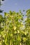 Green stalks of a string bean