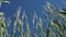 Green stalks of wheat sway in the wind. Young wheat field on a summer day