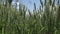 Green stalks of wheat sway in the wind. Young wheat field on a summer day