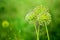 Green star ball leek, garden leek, Allium cristophii, allium giganteum ornamental plant, big round yellow flowers blossom close up