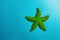 Green starfish on blue background