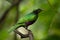 Green Starling