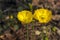 Green Stem Buds and Two Flowering Yellow Iceland Poppies