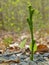 Green Stem Growing In Gravel