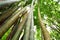 Green stems bamboo is nature abstract background