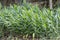 Green stems of Hedychium coronarium plant in a swamp