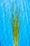 Green stems of reed on a blue canvas. Bouquet of green grass with sunlight and shadows.