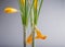 Green stems and yellow flowers of crocus.