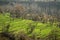 Green step farming in rural himalayan region