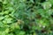 Green sticky seeds of geum urbanum or wood avens