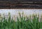 Green, still unblown buds of spring tulips in a slender row near an old log shed with whitewashed foundations