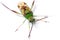 Green Stink Bug