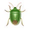 Green stink bug