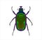 Green stink bug