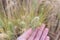 Green stink bug on barley ear in woman hand