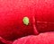 Green stink bug Nezara viridula.