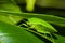 Green stink bug or shield bug (Nezara viridula).