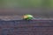 Green stink bug standing on a wooden balk