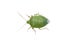 Green stink bug on white background