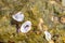 Green stone algae oyster shell close-up background texture sea fauna