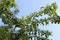 Green stone fruits ripen in a tree in early summer