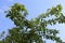 Green stone fruits ripen in a tree in early summer